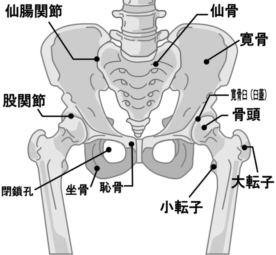 骨盤