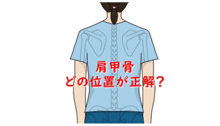 肩甲骨
