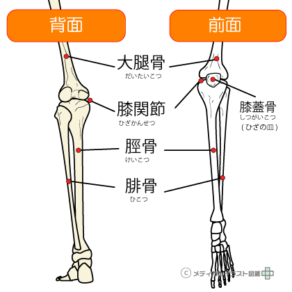 足の骨格