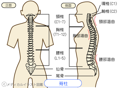 骨格